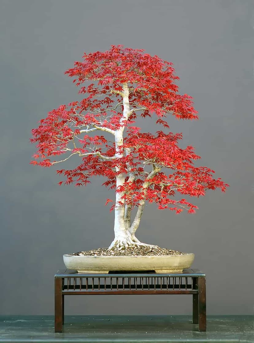 Deshojo japanese maple