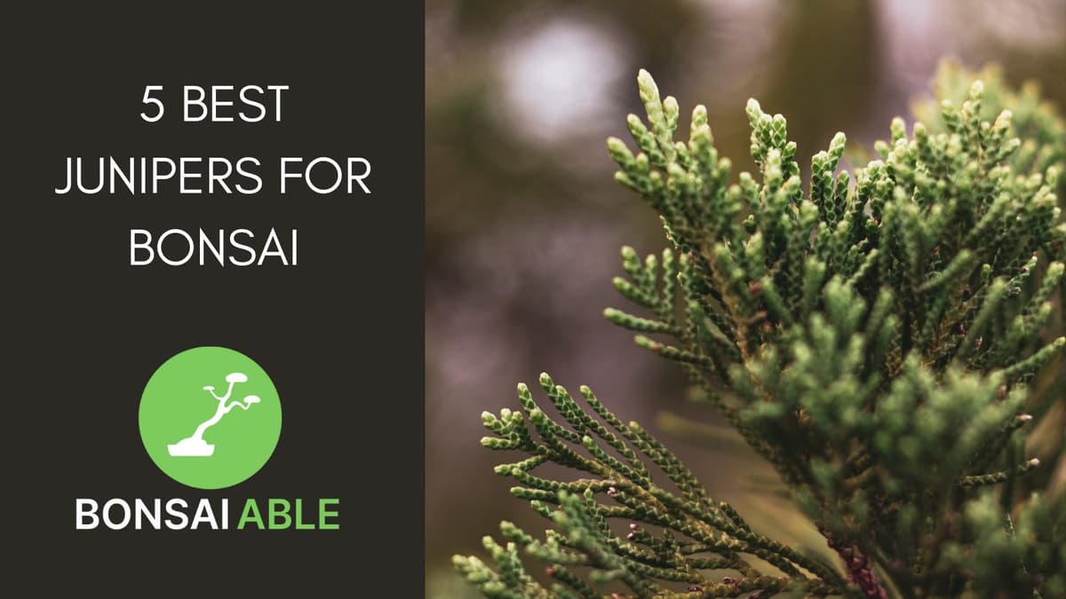 5 Best Junipers For Bonsai