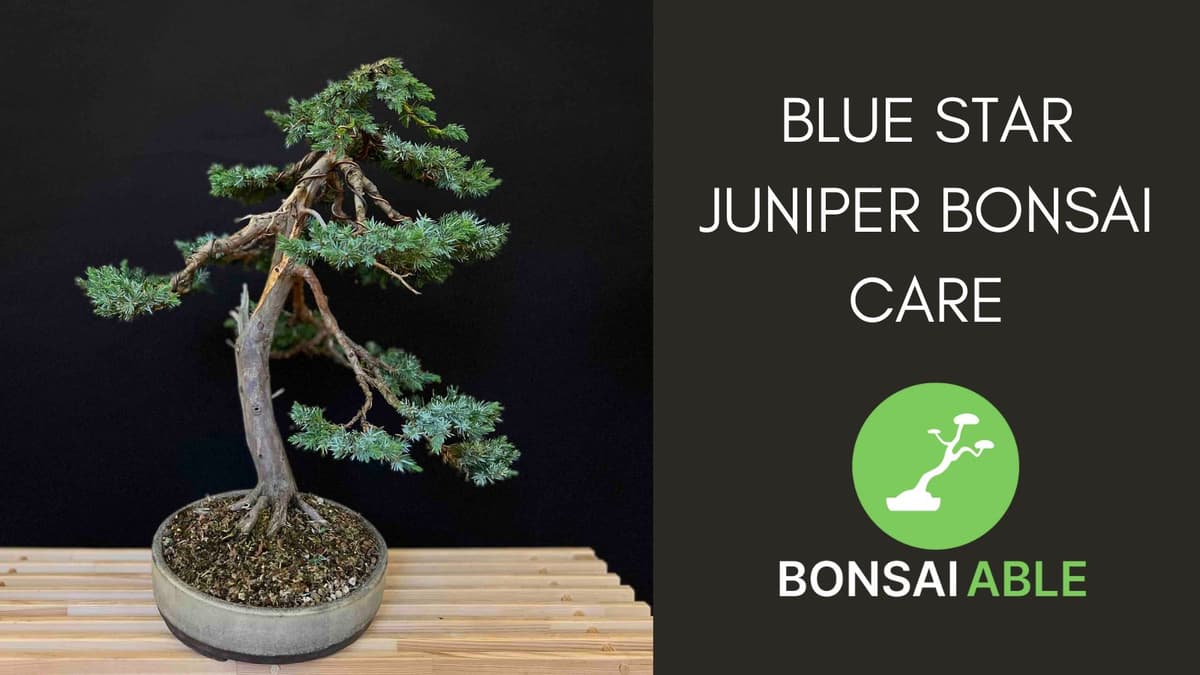 Blue Star Juniper Bonsai Care (Juniperus squamata)