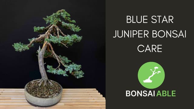 Blue Star Juniper Bonsai Care (Juniperus squamata)
