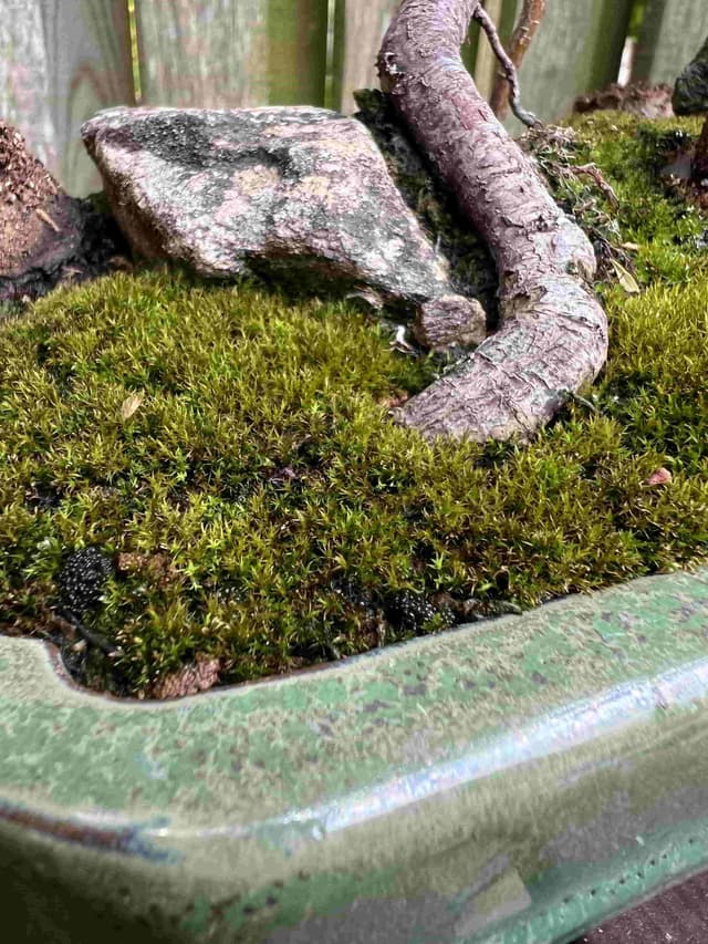 The Most Effective Way To Grow Bonsai Moss