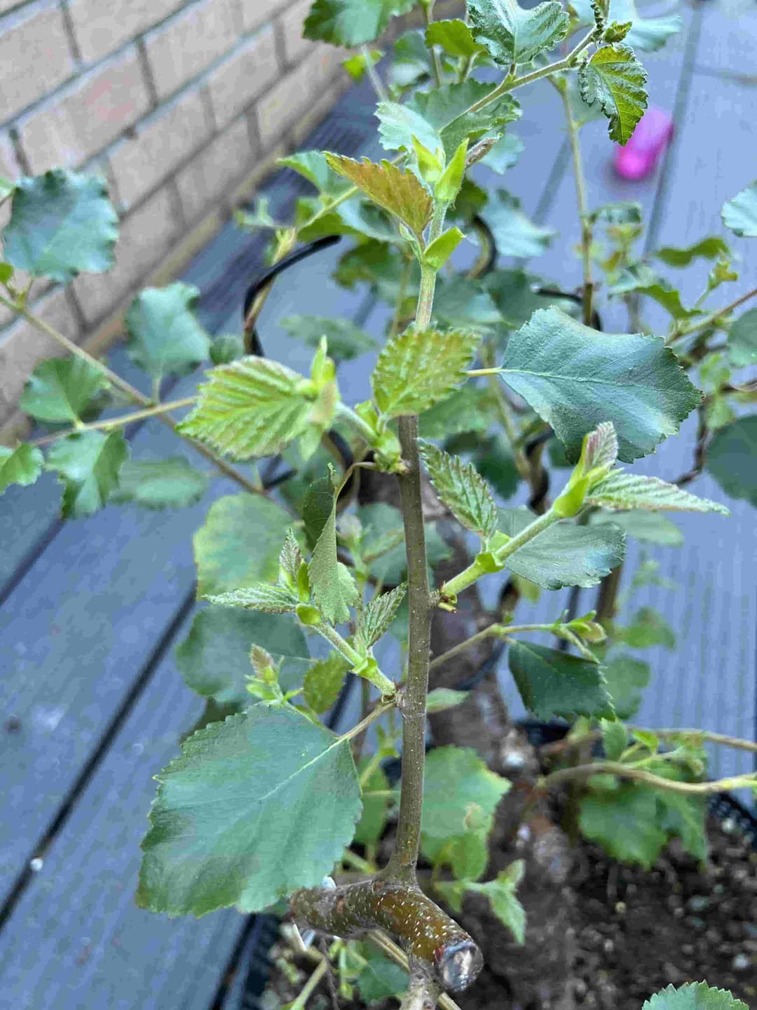 New shoot growth after partial defoliation