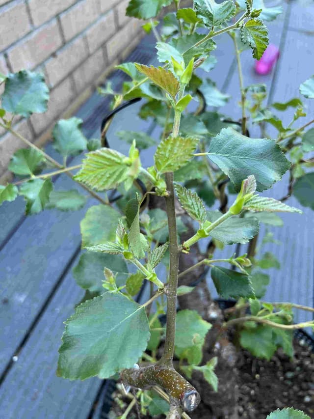 Bonsai Tree Growth Stages