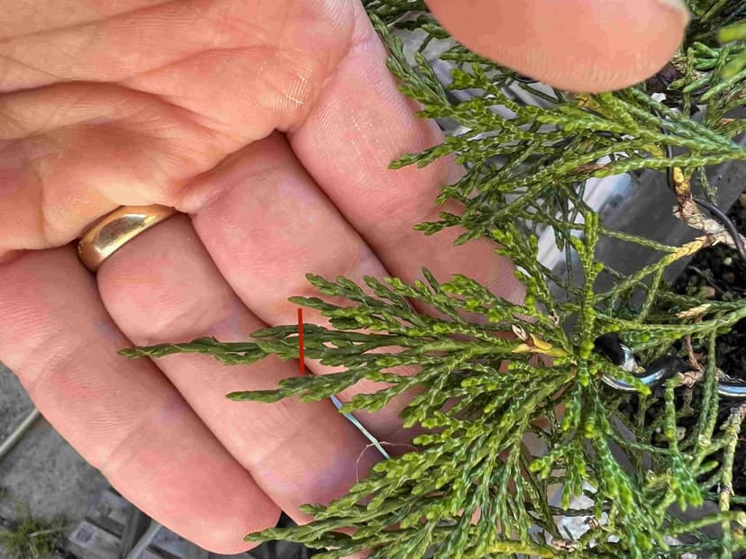 Where to prune a juniper bonsai for refinement