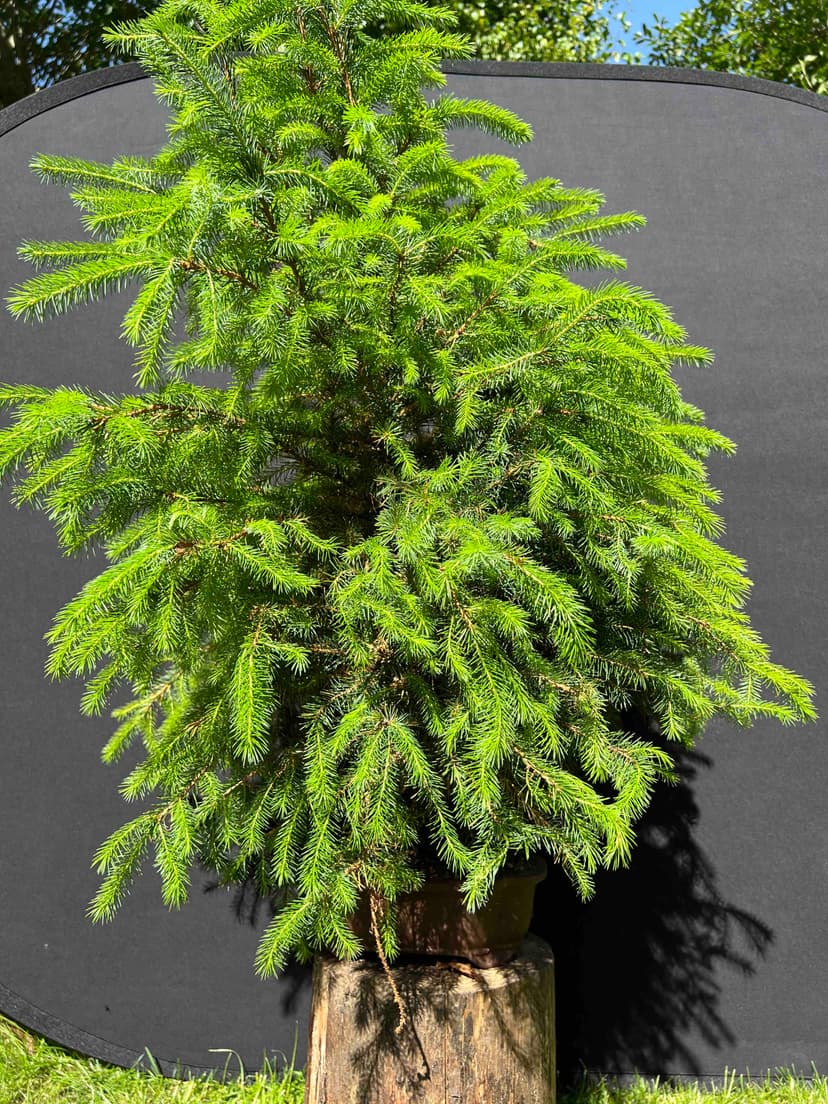 Repotted Siberian spruce bonsai in early development