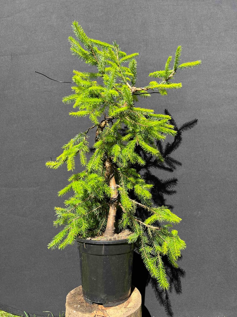 Siberian Spruce bonsai after first structural setting