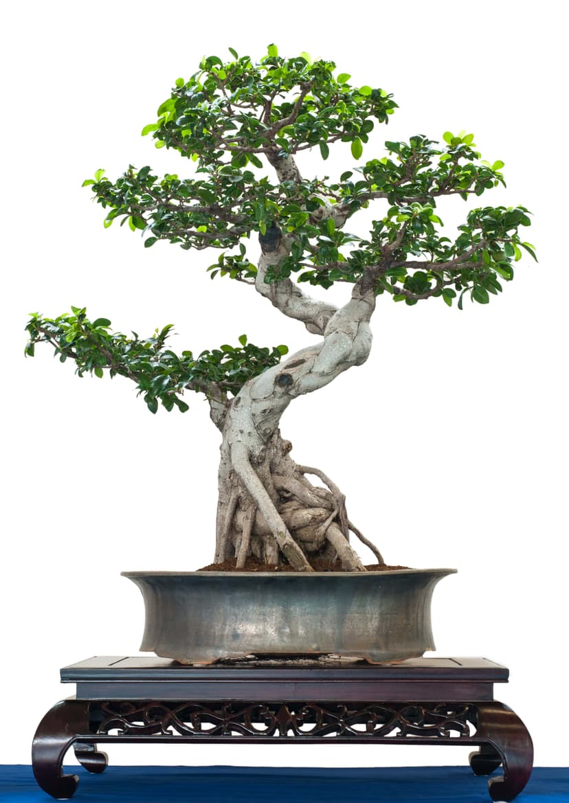 Ficus beginner bonsai
