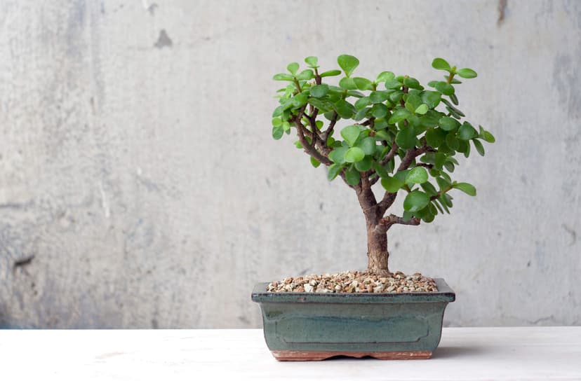 Jade bonsai for beginner