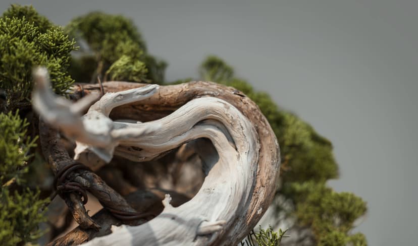 Juniper bonsai for beginner