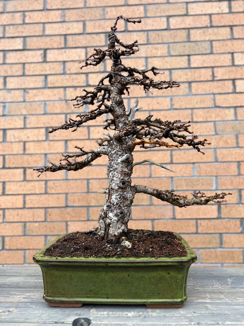 Larch beginner bonsai