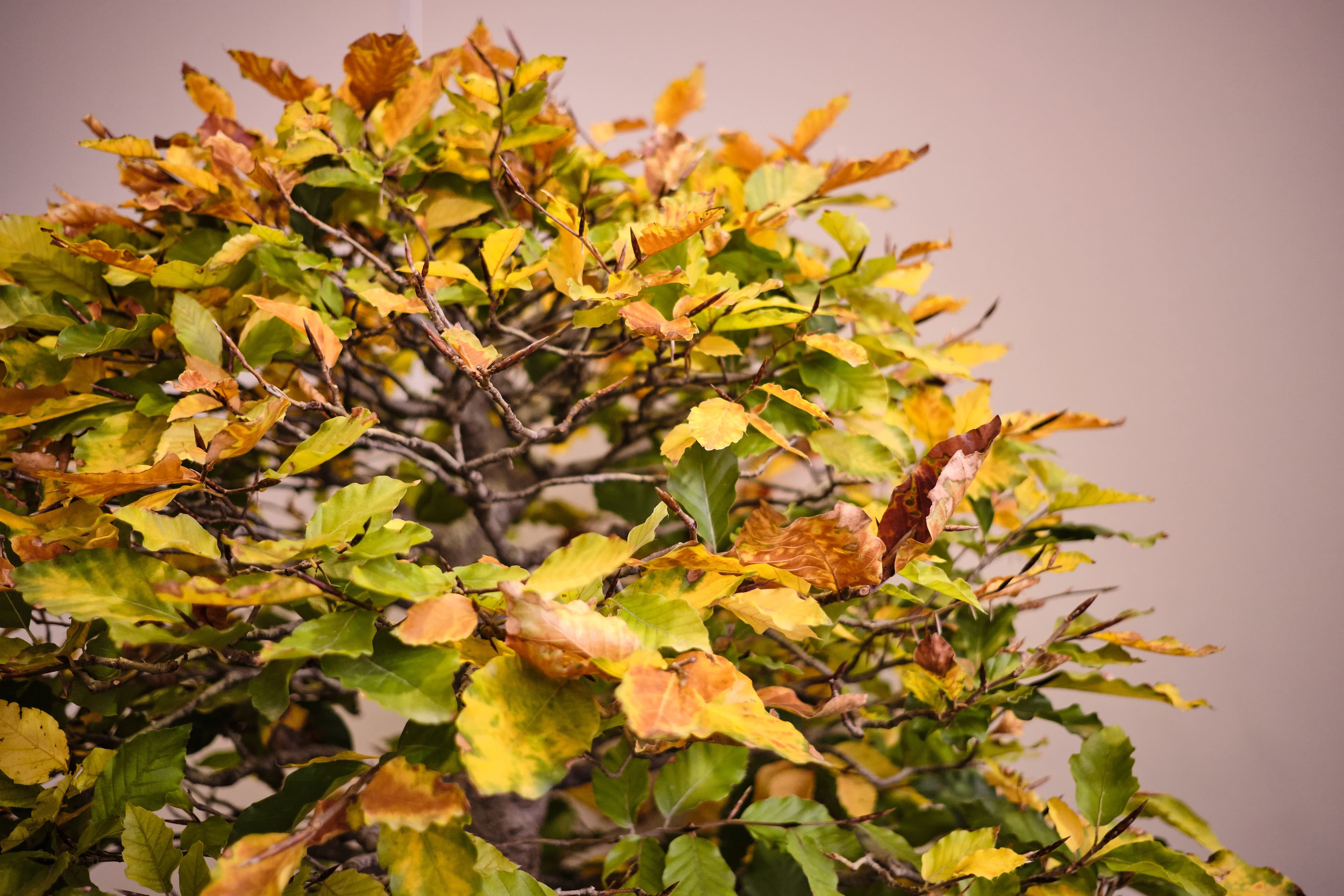 Deciduous Bonsai Watering