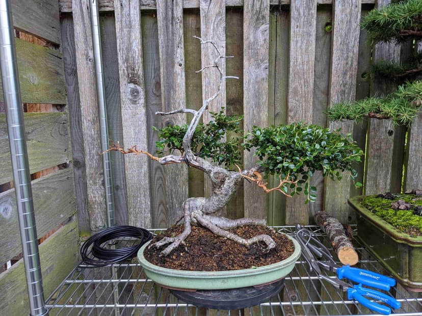 Cotoneaster Bonsai Tree Care Everything You Need To Know