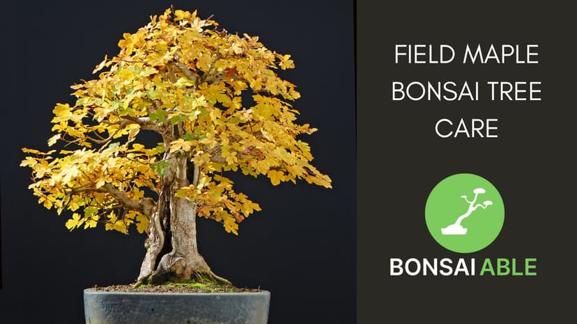 Field Maple Bonsai Tree Care (Acer Campestre)