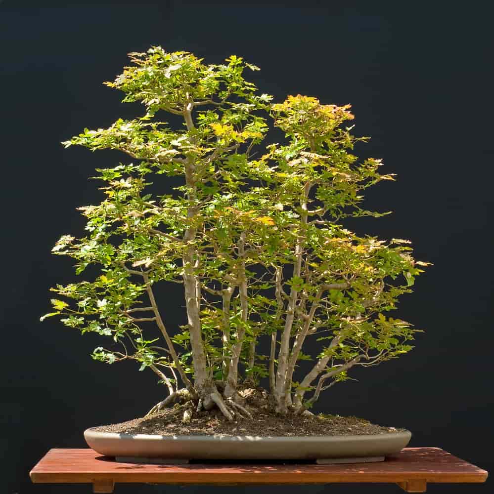 Hedge maple bonsai forest