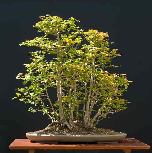 Field Maple Bonsai Tree Care (Acer Campestre)