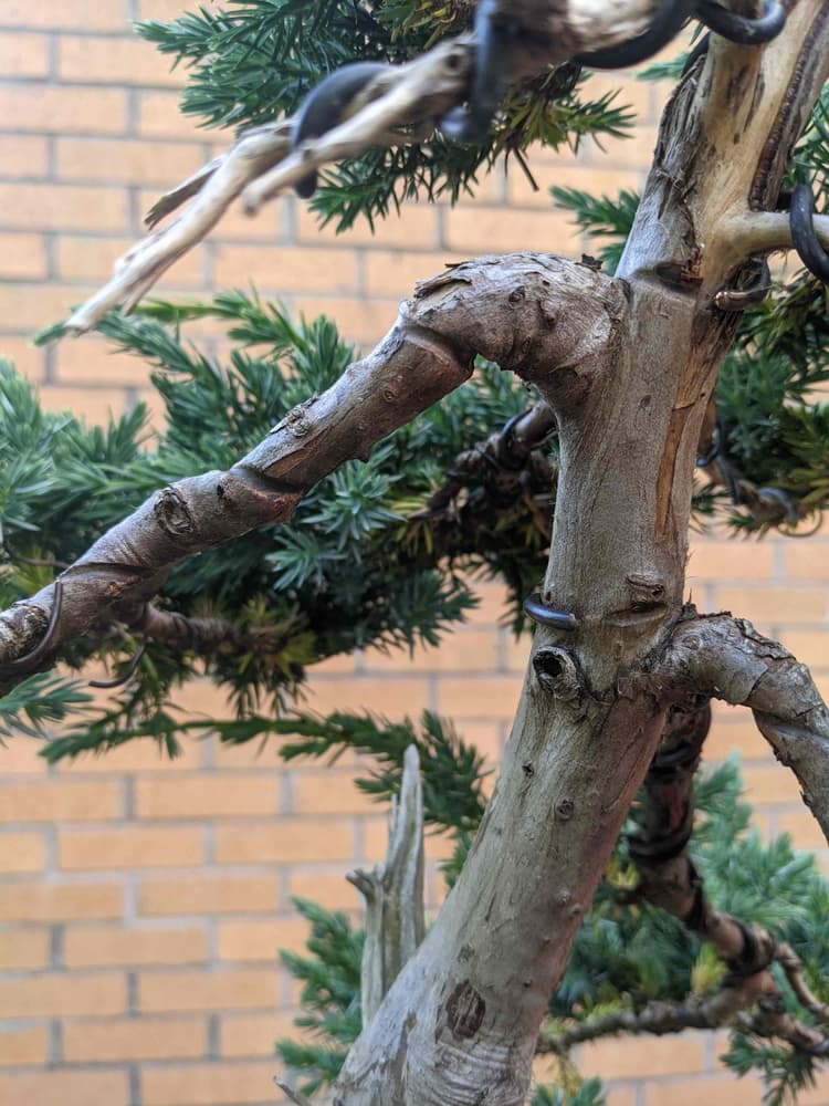 Bonsai wire bite marks