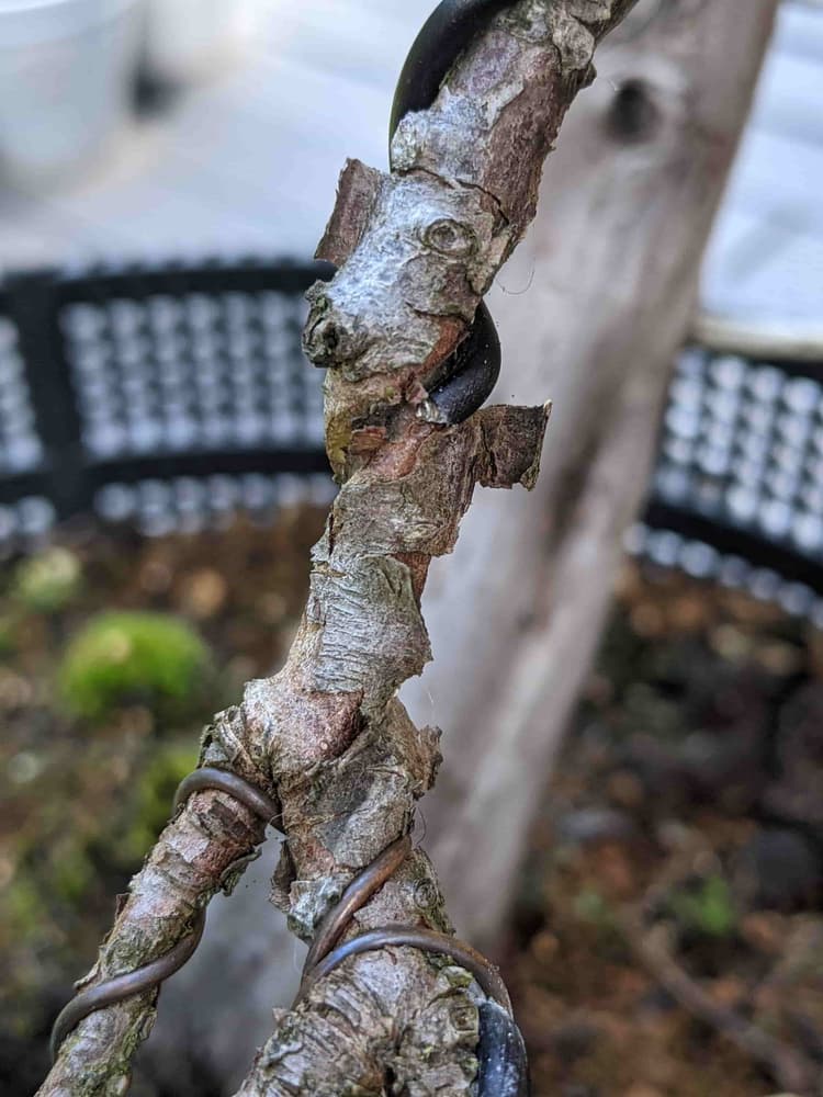 Bonsai Wire Removal
