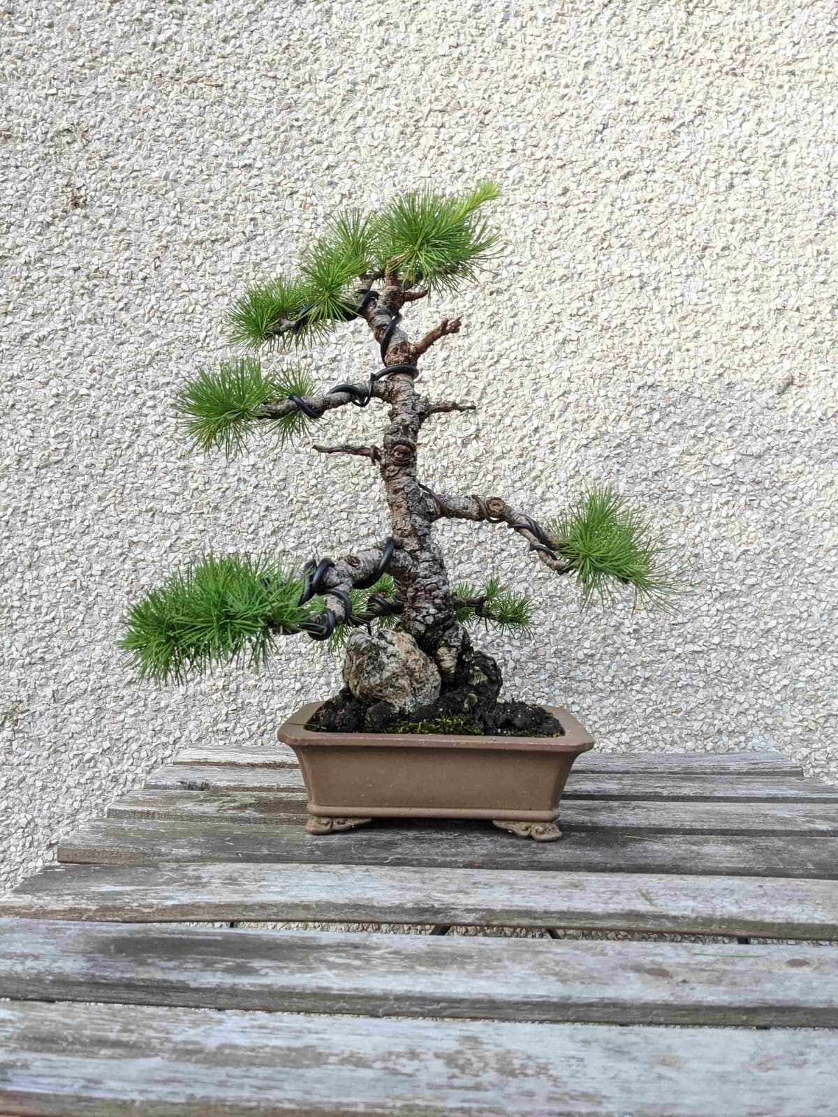 Bonsai wire applied