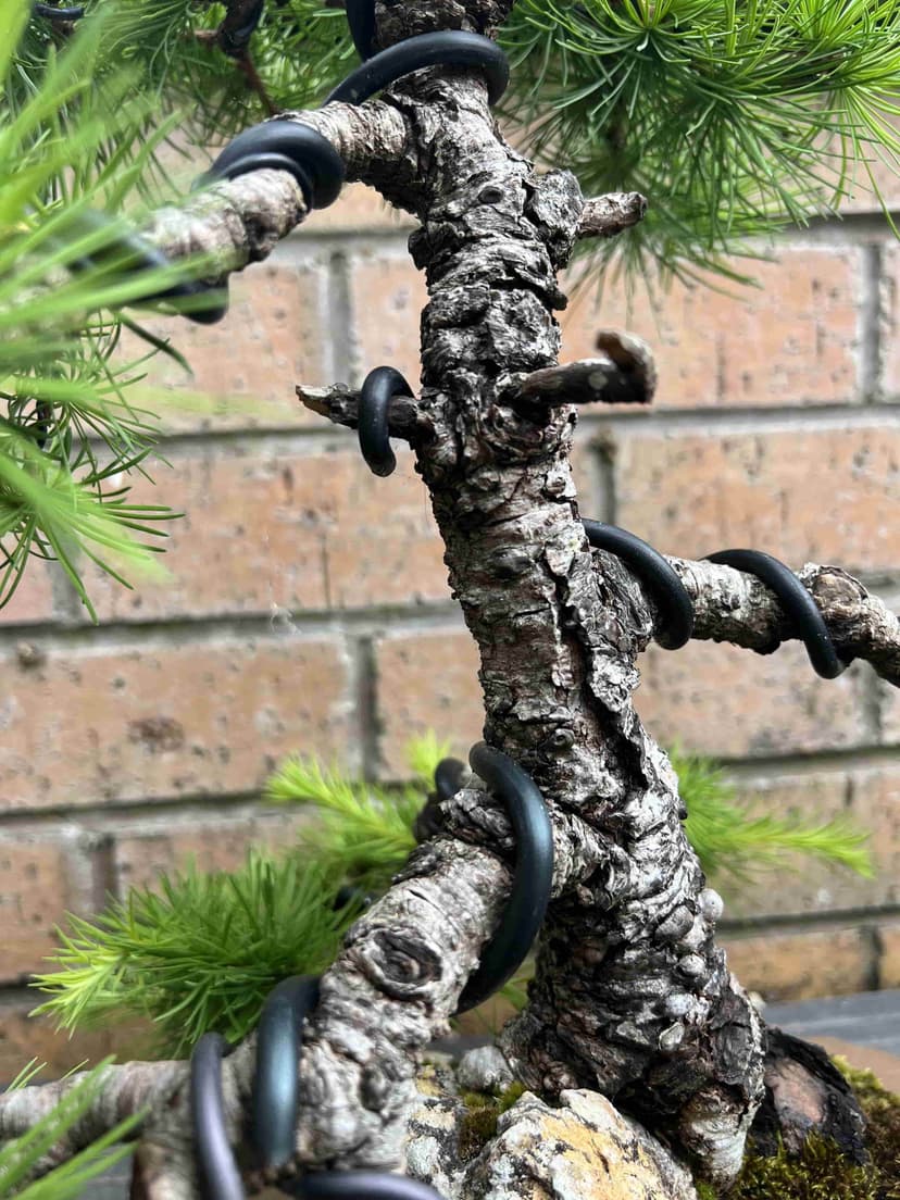 Old bonsai
