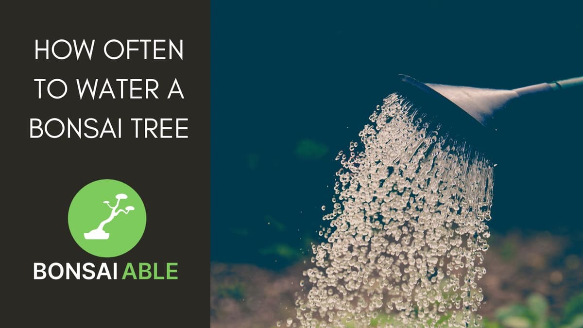 How Often To Water A Bonsai Tree