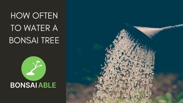How Often To Water A Bonsai Tree