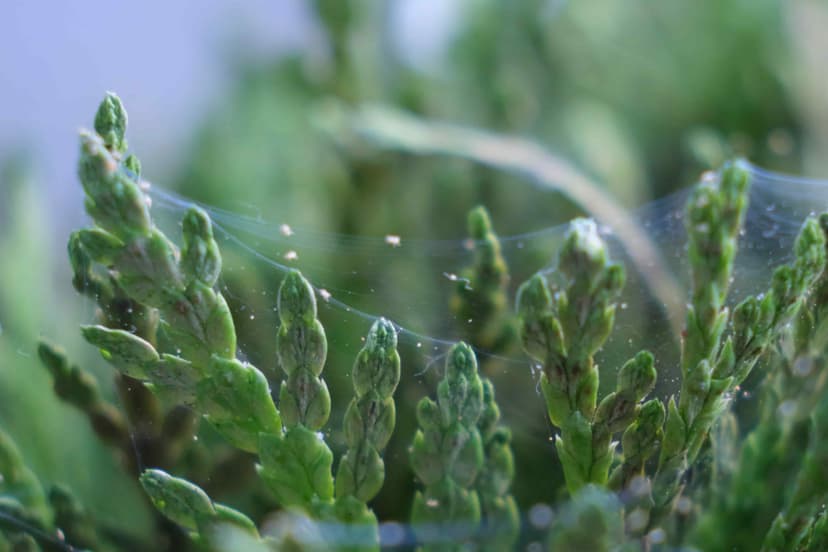 How To Get Rid Of Spider Mites On Bonsai Trees