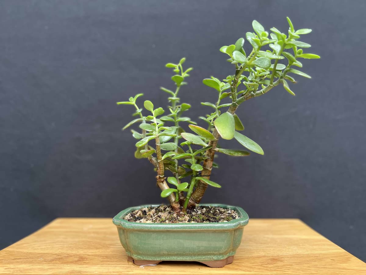 Completed how to create a jade bonsai