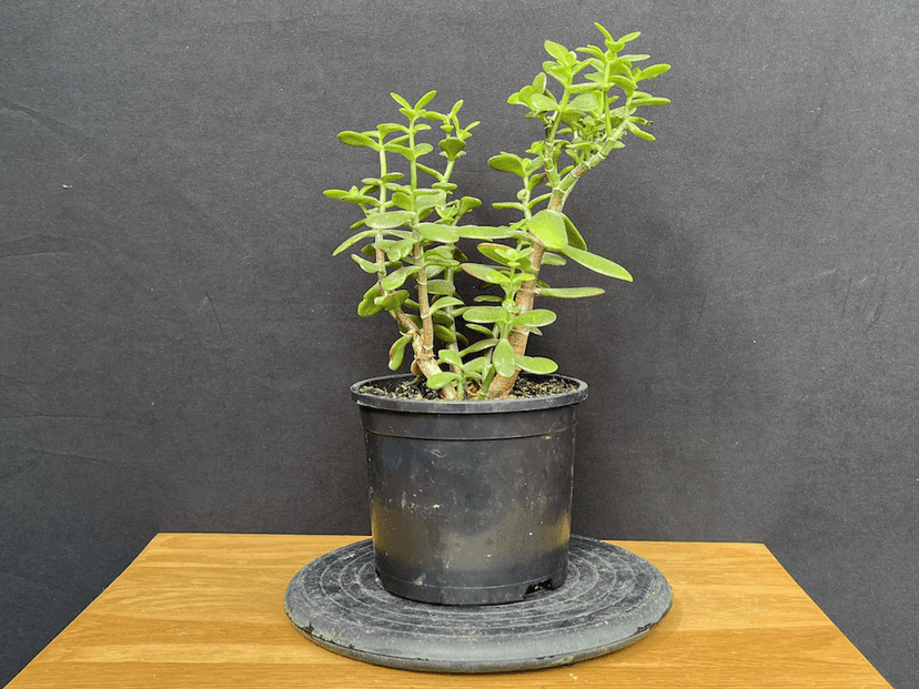 Unstyled Jade bonsai material