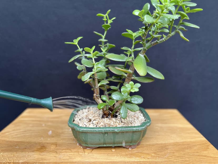 Jade watering