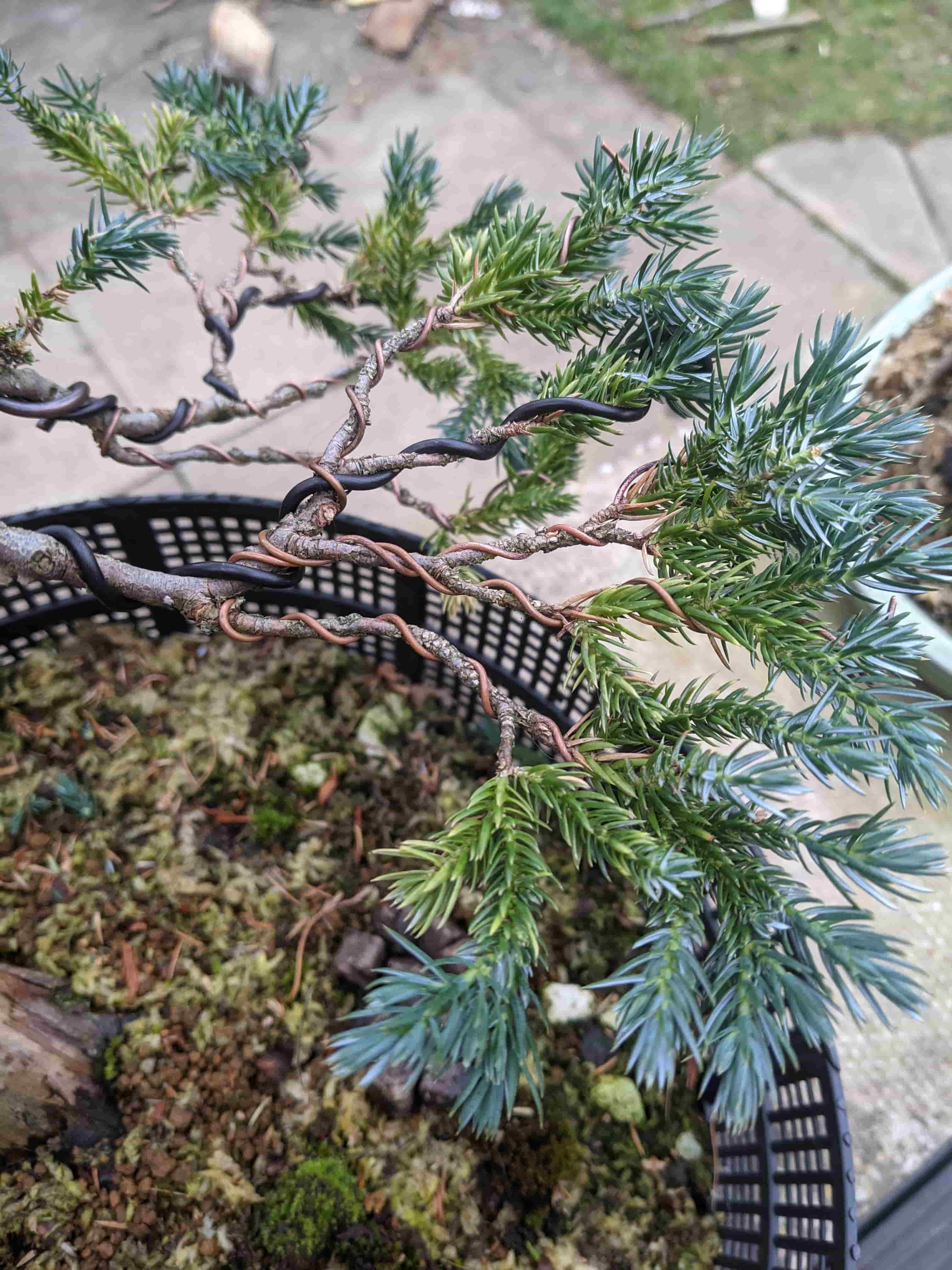 Bonsai pad wiring