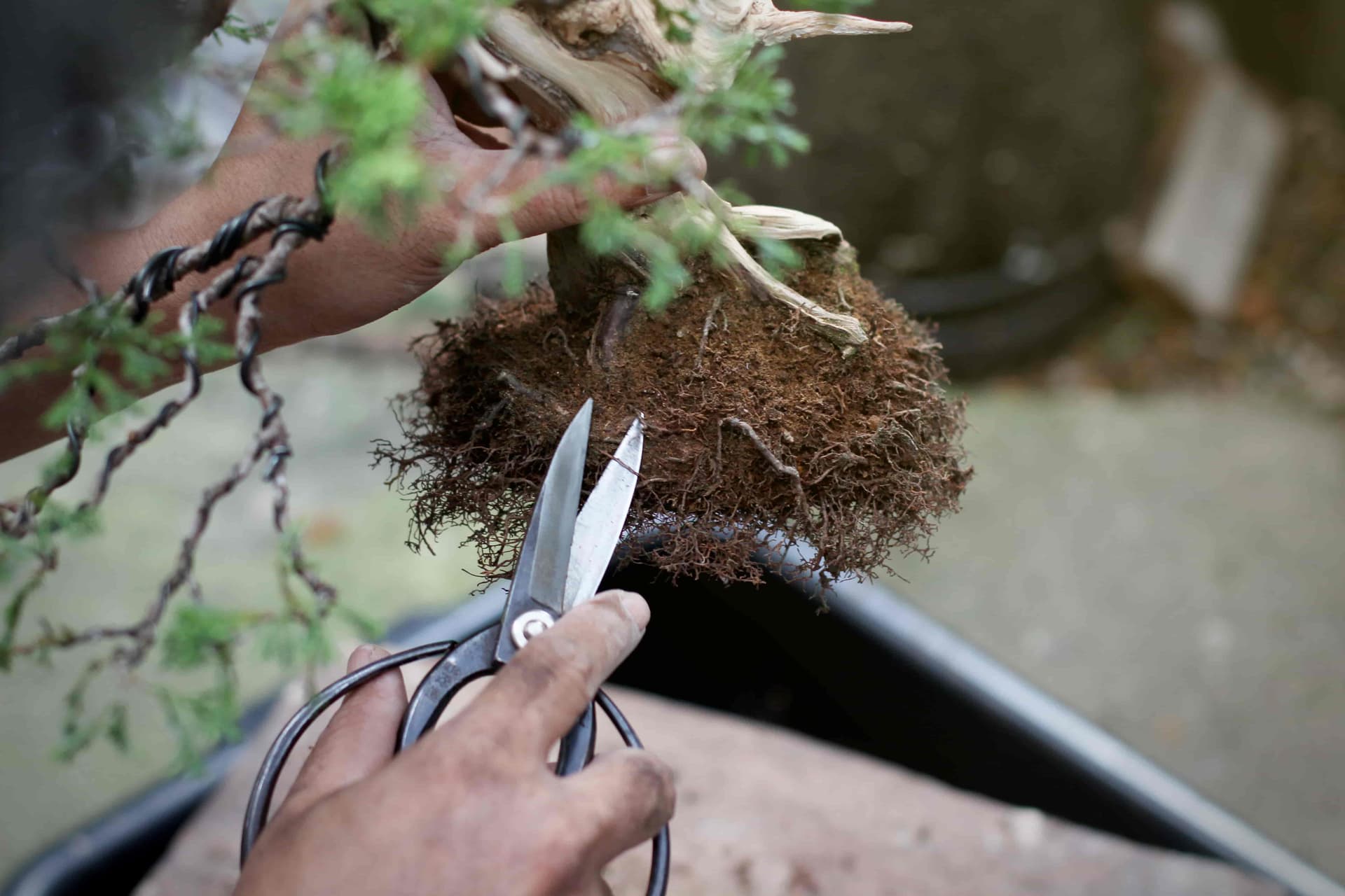 Bonsai repotting care