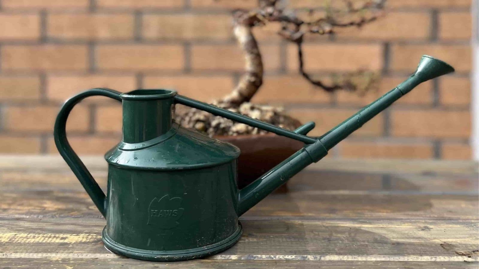 Bonsai watering care