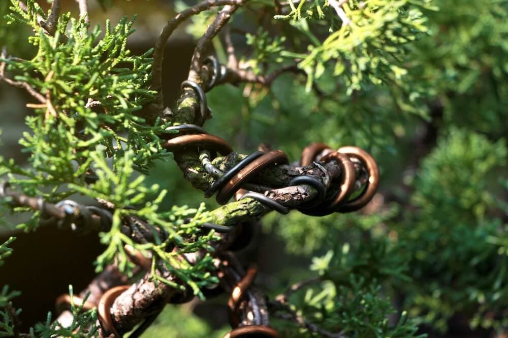 Bonsai wiring care