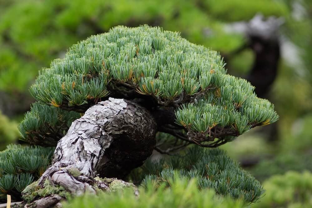 How to care for a bonsai tree