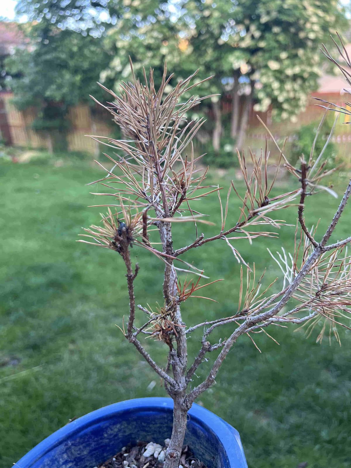 Dead pine bonsai
