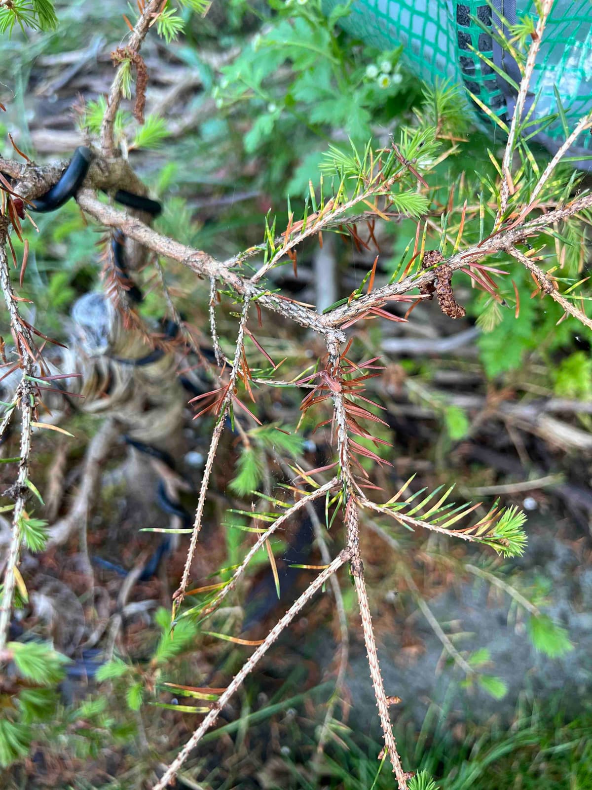 Spruce bonsai dying from aphids
