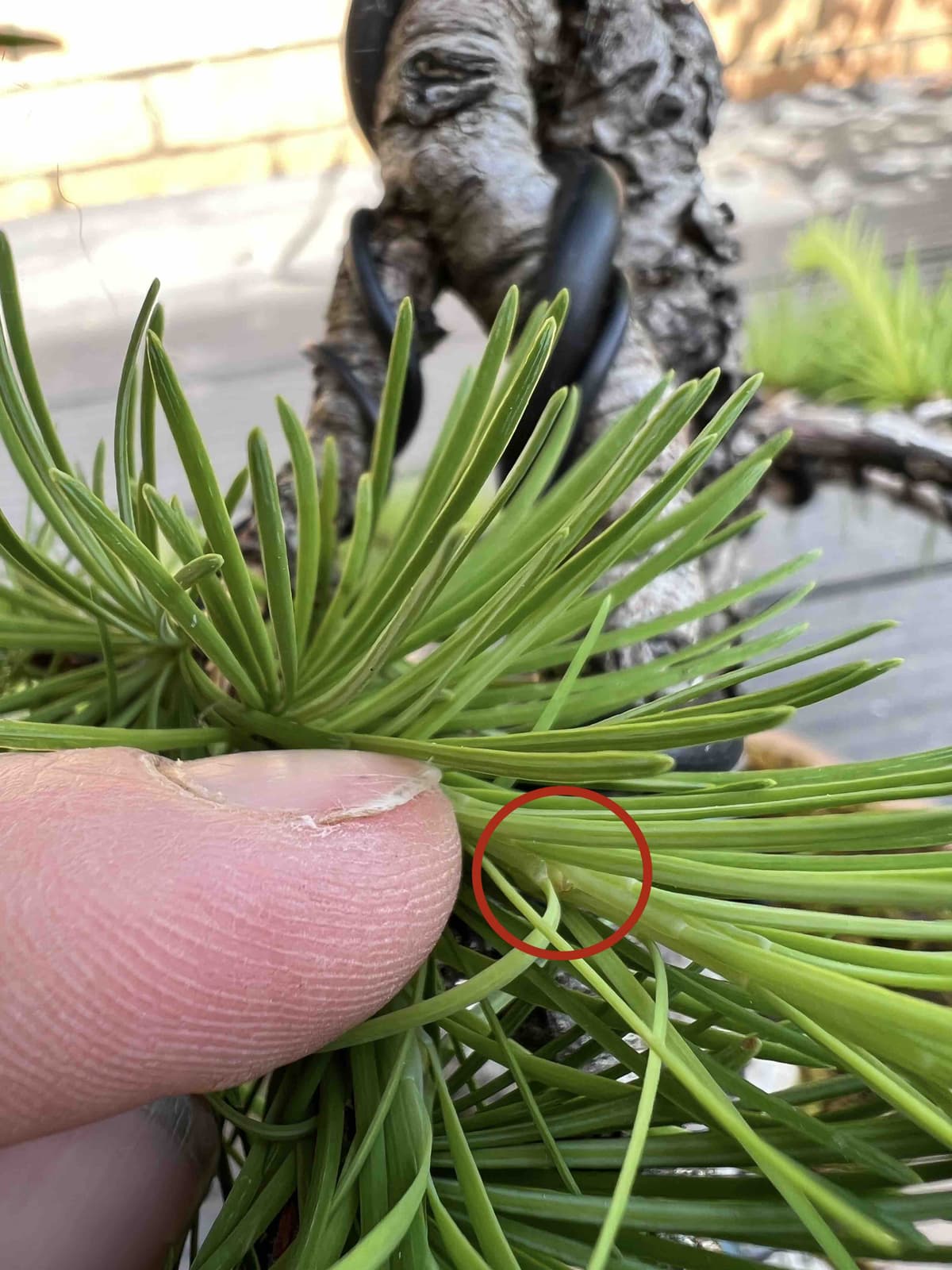 Larch bonsai bud