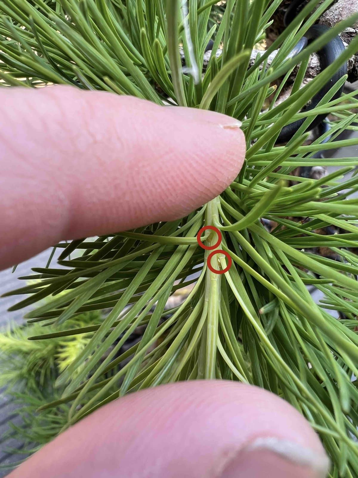 Larch bonsai buds