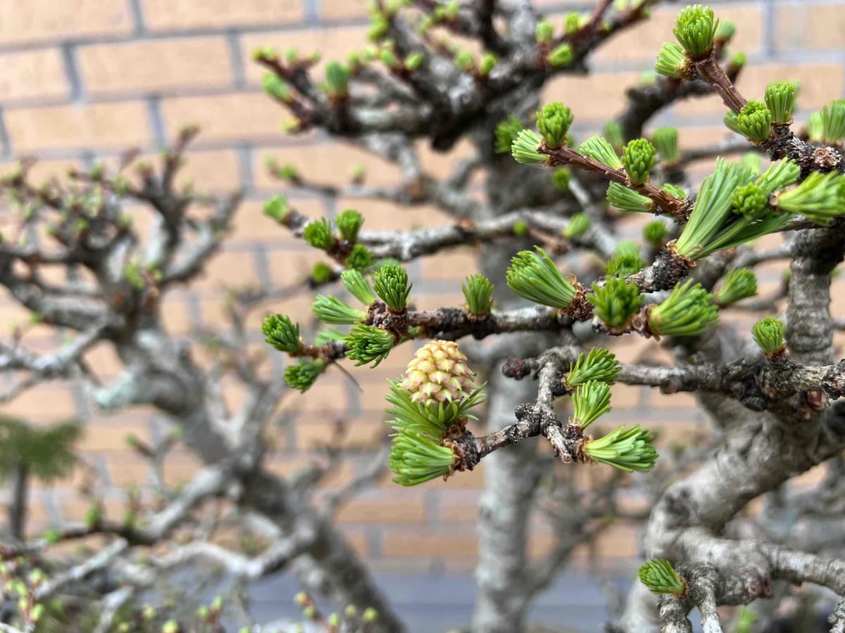Larch bonsai cones