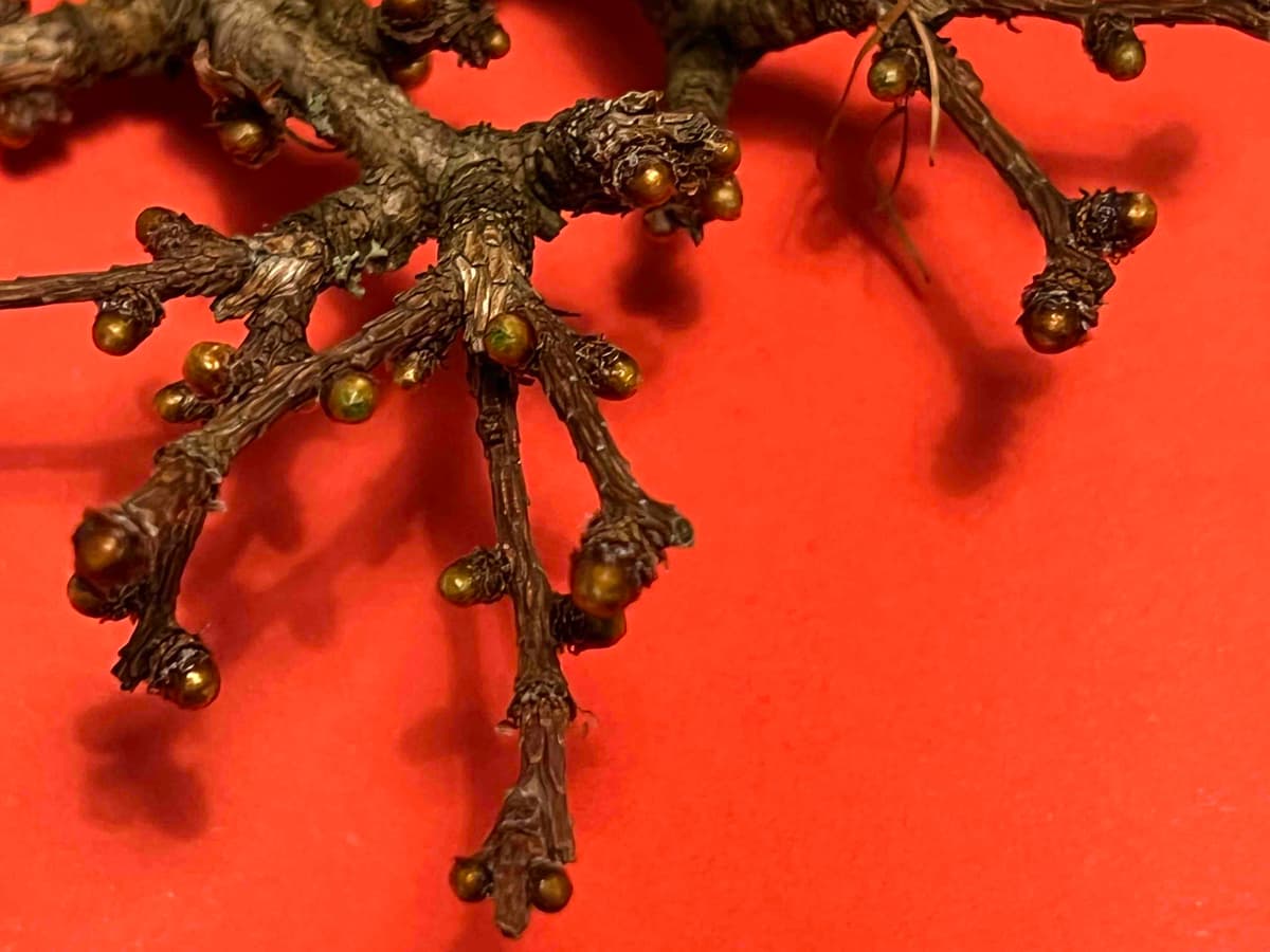 Larch bonsai knuckle growth
