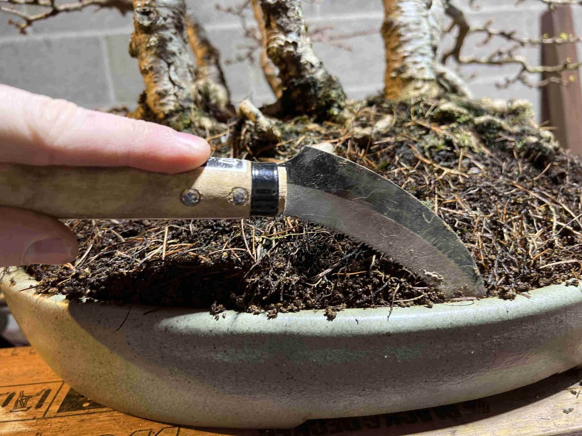 Larch bonsai repot with sickle