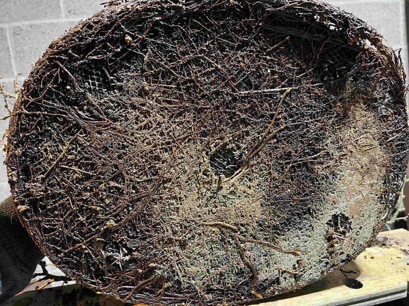 Larch Bonsai Tree Care Guide Everything In One Place