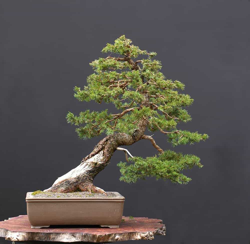 Walter Paul Spruce bonsai