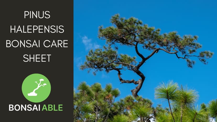 Pinus Halepensis Bonsai Care Sheet