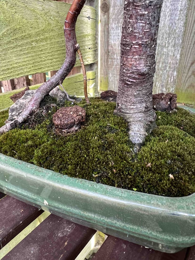 Healthy bonsai root system
