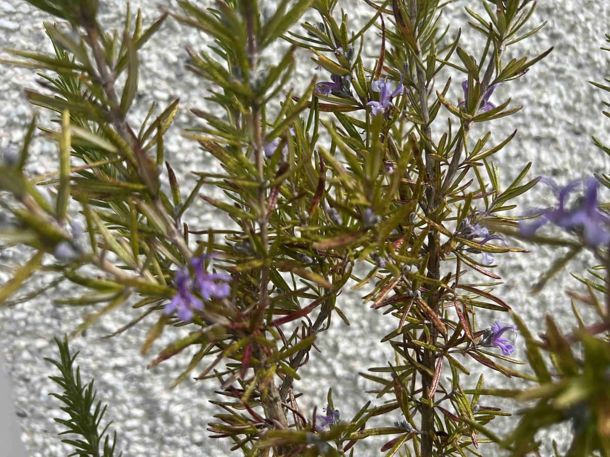 Overwatered bonsai foliage turning yellow and brown