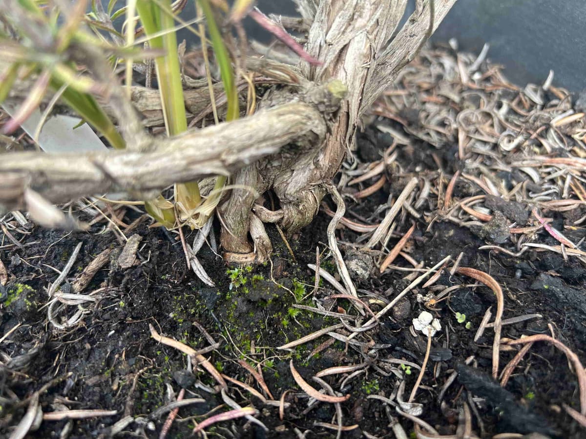Overwatered bonsai soil