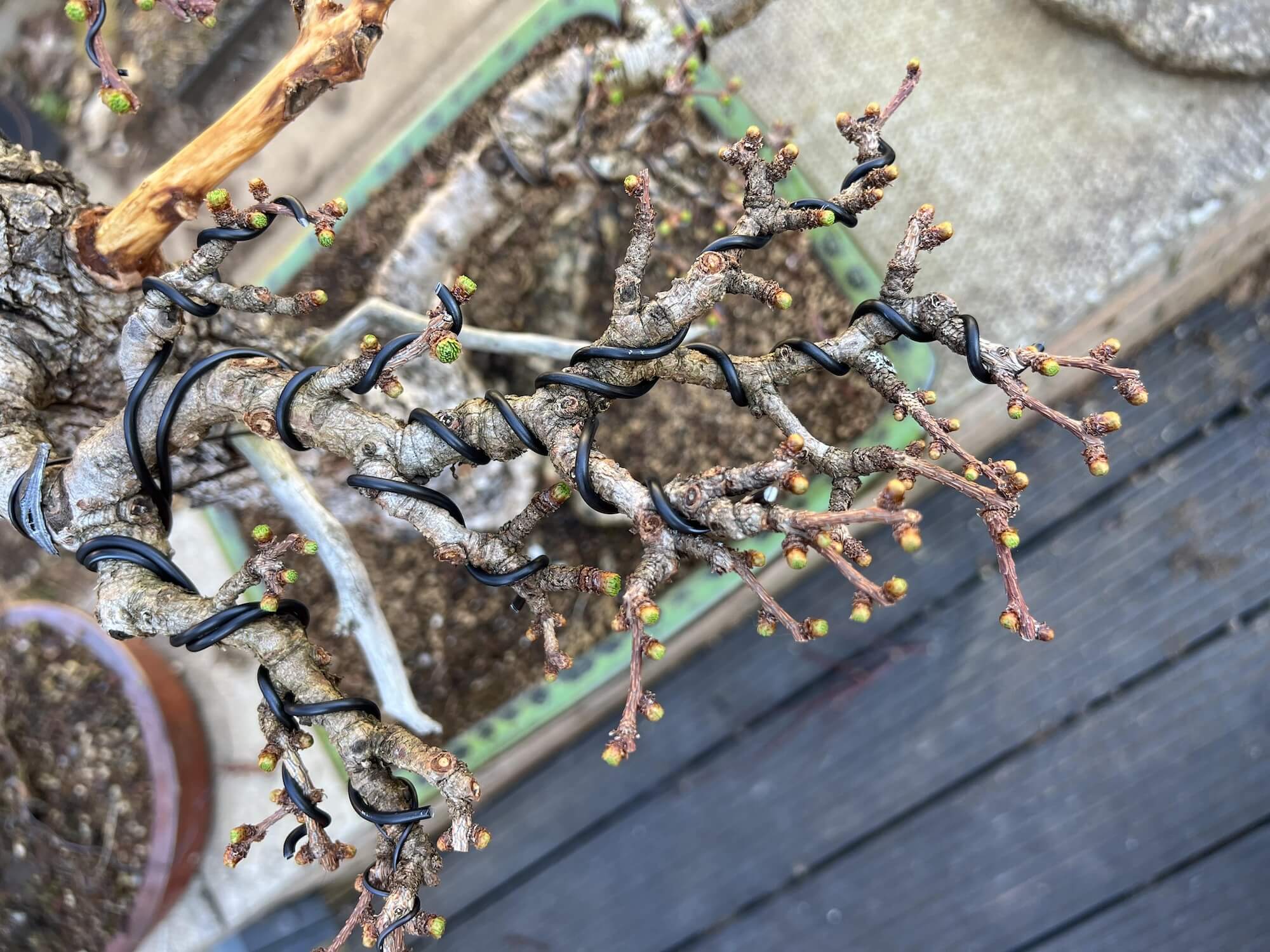 Larch Bonsai Buds