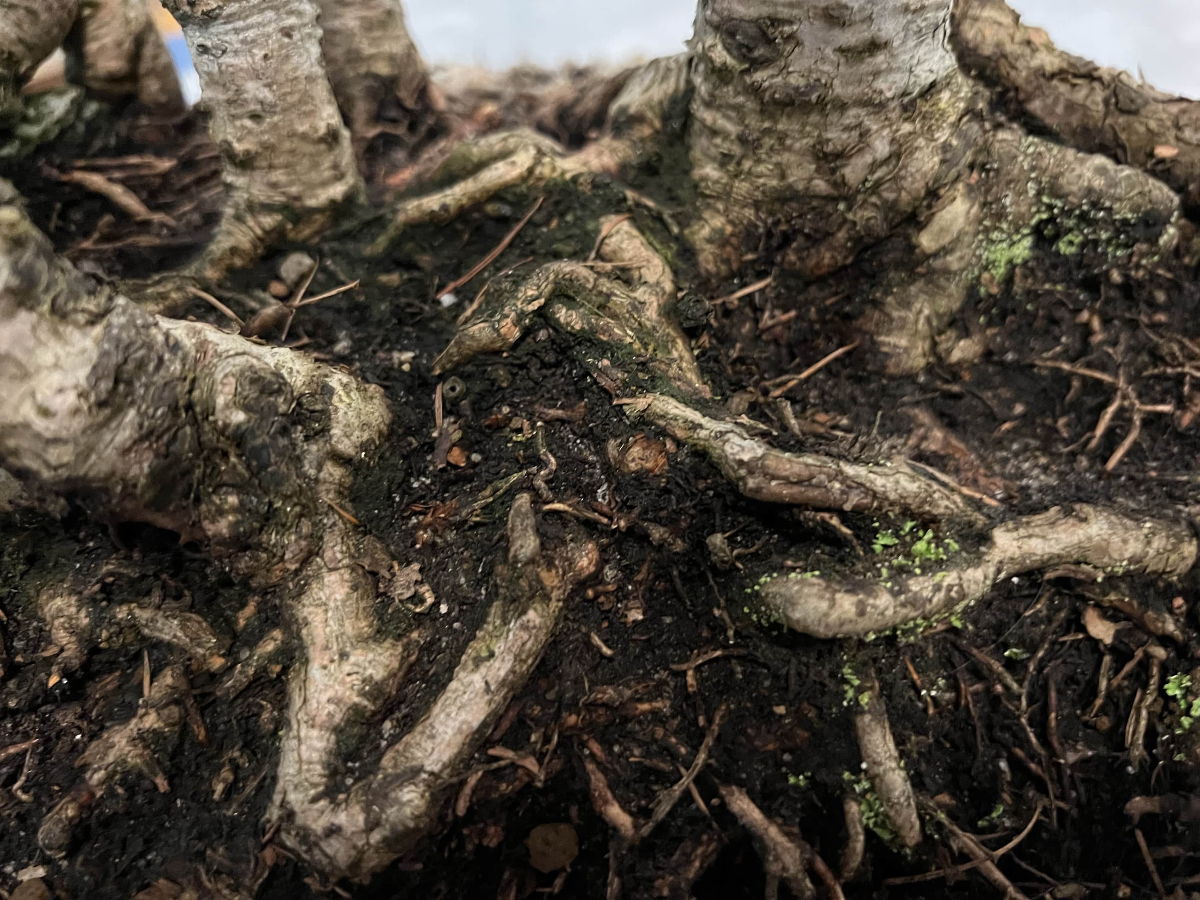 Larch loss of percolation