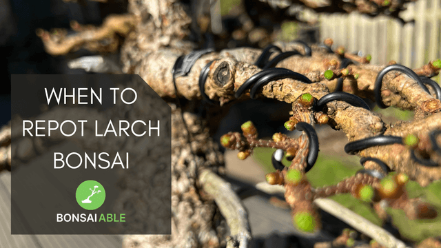 When To Repot Larch Bonsai